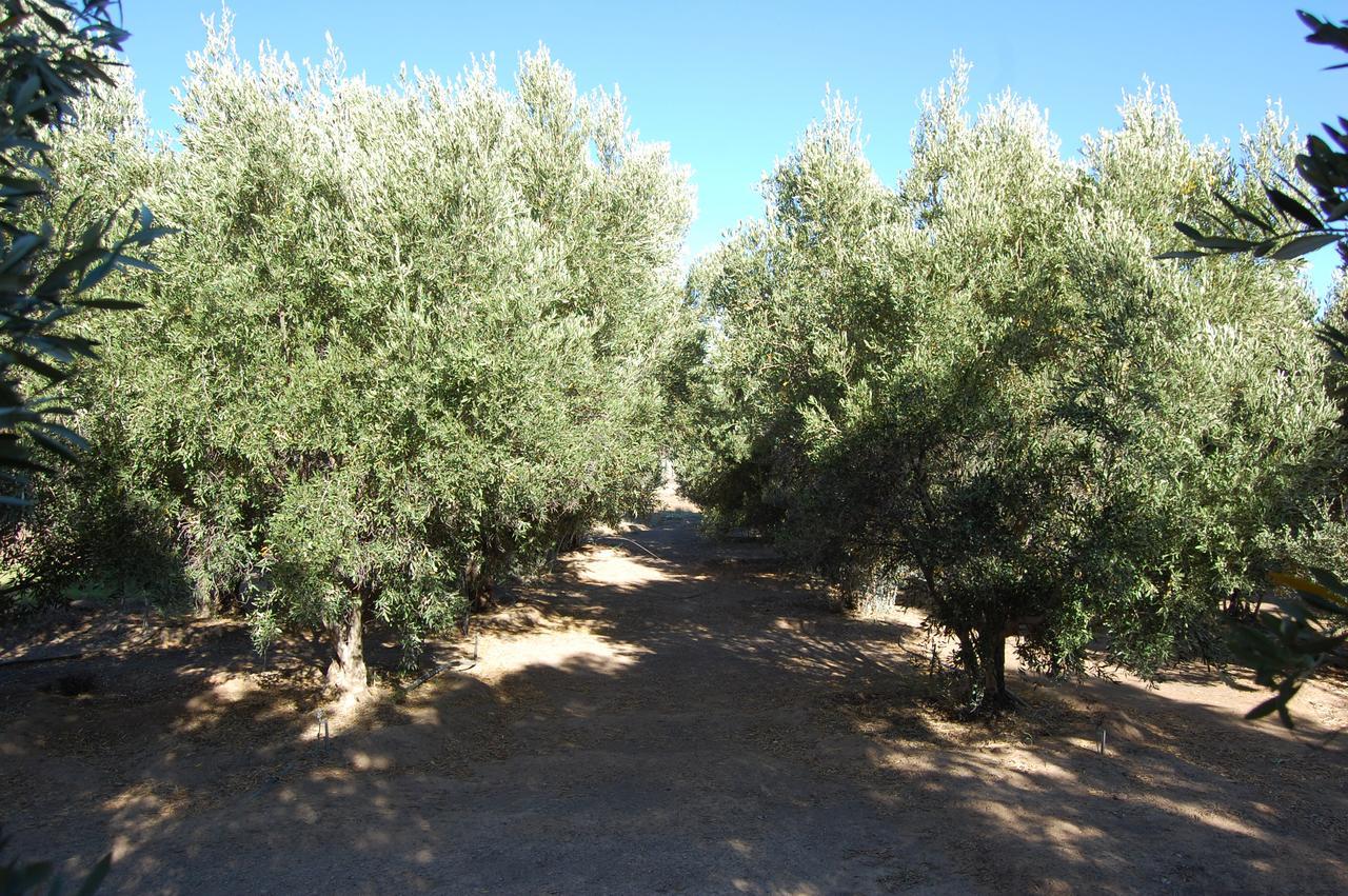 Penzion Longacre Olive & Vineyard Estate Langebaan Exteriér fotografie